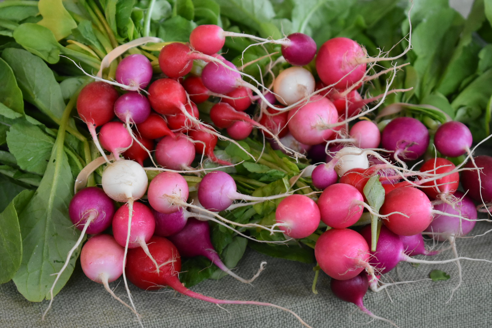 Bunch of radishes
