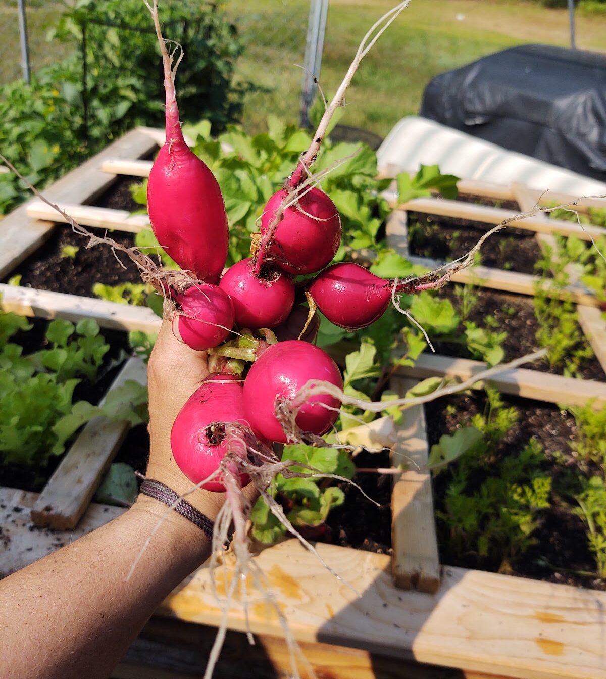 Plant-Based Synergies: Look What Grew! Part 2