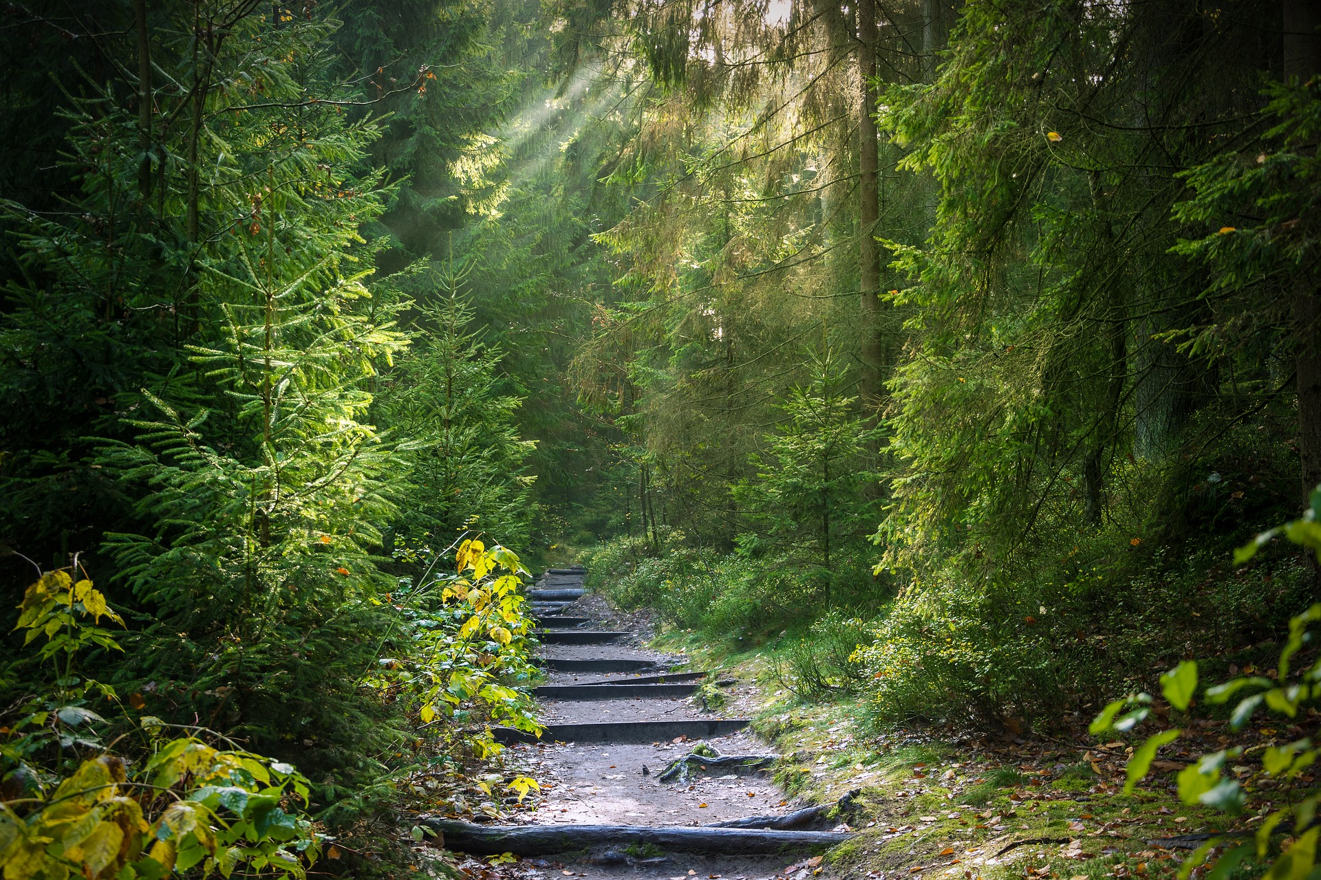 Sunbeams shine on a green forest with a path leading into it